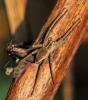 269982 – Photo : Oryctes – France (59)